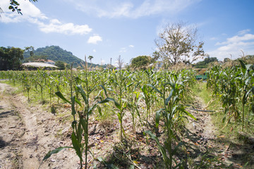 Fototapeta na wymiar sweet corn fields at a farm