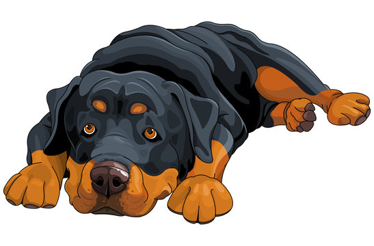 Rottweiler cartoon sale