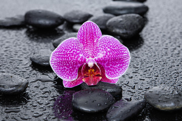 Obraz na płótnie Canvas pink flower orchid with black stones on wet background