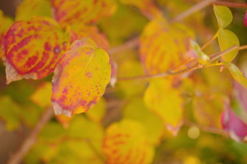 色付き始めた葉