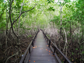 The mangrove forest Walk
