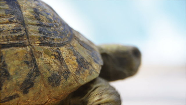 Forest Turtle in Profile from Low Angle. Macro Shot of Forest Turtle in Profile.
