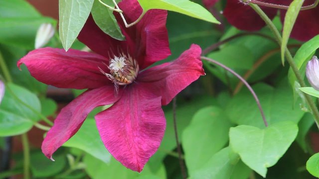 bee on purple flower clematis 
