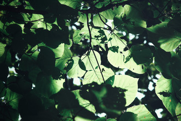 Leaves with shadow