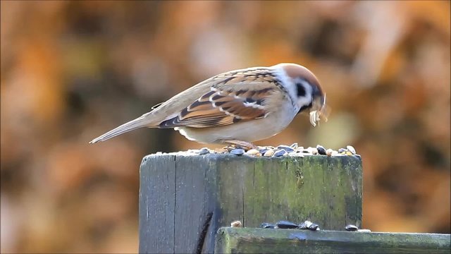 sparrow Passer montanus eating bird seed, Feldsperling
