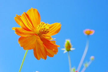 黄花コスモスと秋空
