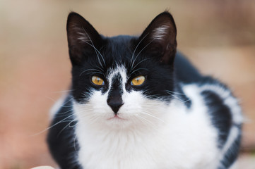 Portrait of a handsome black and white cat