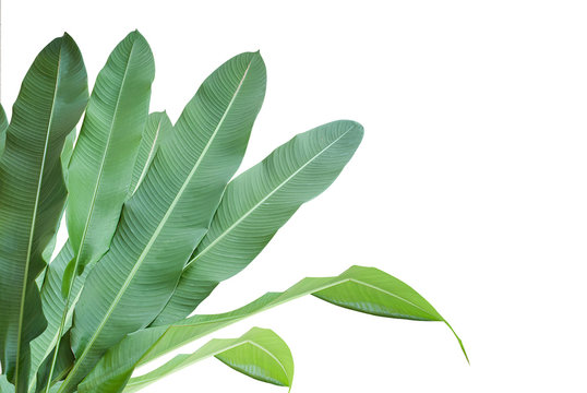 Fototapeta Heliconia : green leaf on isolate white background.