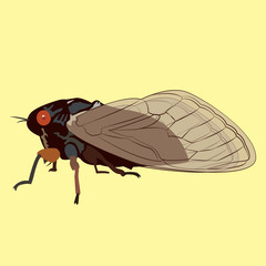 Vector Image of a 17 Year Cicada that only Appears Every Seventeen years.  These Insects Hibernate for 17 Years.  What an Amazing World We Live In!  These Locusts Appear Scary but Will Not Harm You!