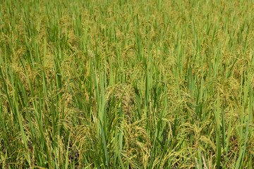 Fototapeta premium Autumn rice field