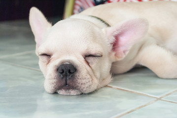 French bulldog puppy sleeping on ceramic floor tiles