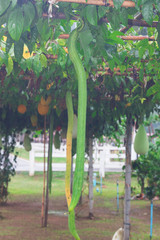 Fototapeta premium Snake gourd and trees in the garden 