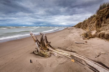 Ingelijste posters Driftwood on a Lake Huron Beach Under a Cloudy Sky © Brian Lasenby