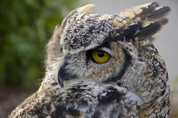 Owl looks sideways
