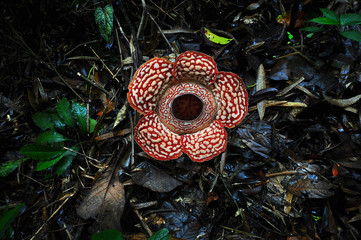 Rafflesia, the biggest flower in the world.