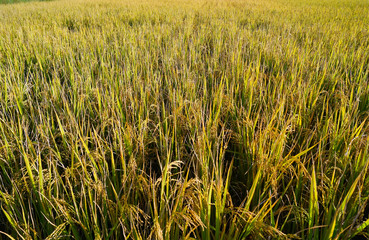 Obraz premium Rice field in ,Miyazaki Japan