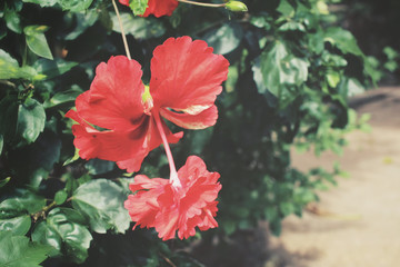 Red flower