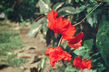 Red flower