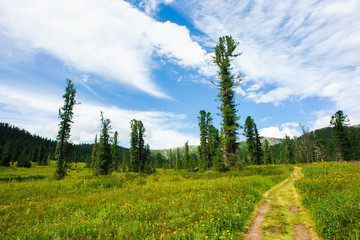 The trail in the forest