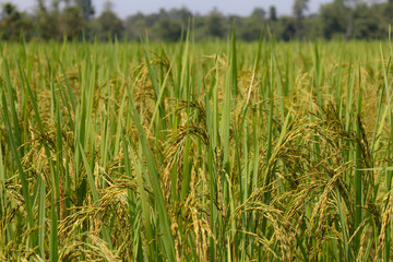 Autumn rice field