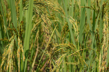 Autumn rice field