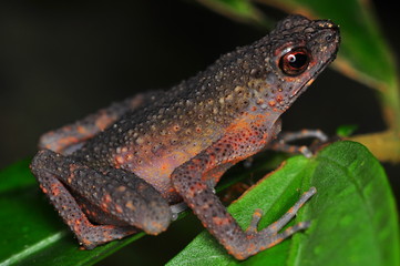 The common mist frog Litoria rheocola is native to the flowing streams 