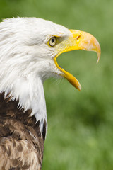 Bald Eagle screeches sideview