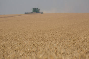 Ripe and Ready to Harvest Wheat / Beyond the ripe wheat is a combine threshing in the field