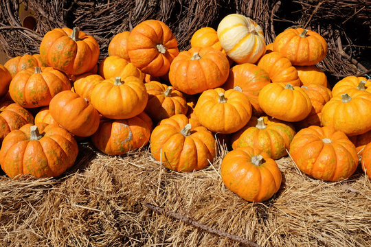 Fall Munchkin Pumpkins On Hay