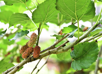 mulberry