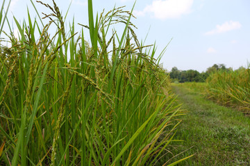 Fototapeta premium Autumn rice field