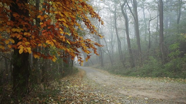 Path inside a forest during a foggy autumn day