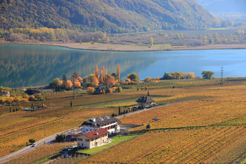 Autunno a Caldaro, Alto Adige Sud Tirol, sulla strada del Vino, tra Bolzano e Termeno