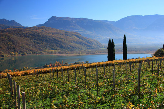 Autunno a Caldaro, Alto Adige Sud Tirol, sulla strada del Vino, tra Bolzano e Termeno