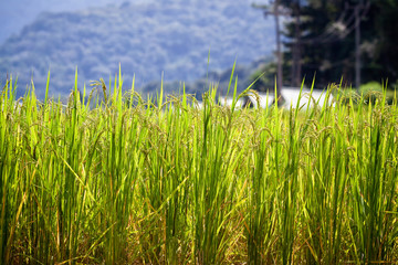 Green rice fields in the Central Valley.