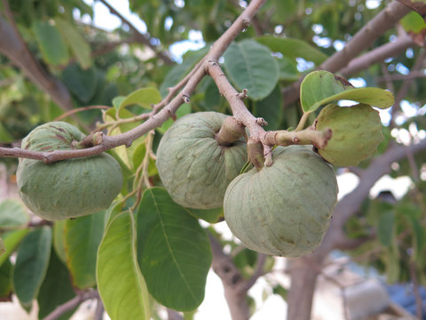 Guava Fruit on tree