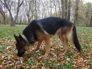 Собака овчарка, идущая по следу в осенний день