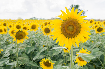 sunflower flower on filed in Thailand