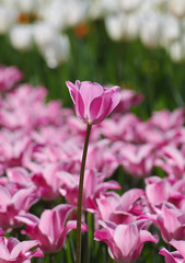Розовый тюльпан на фоне клумбы с цветами.