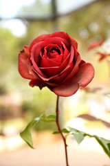 Red rose in the garden