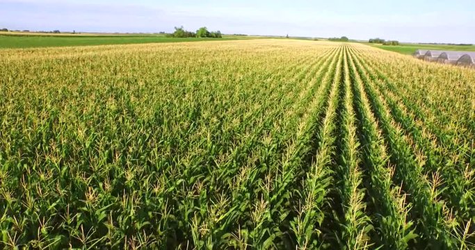 Aerial flight over corn  plant field 