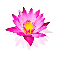 Pink water lily isolated  on white background with working path