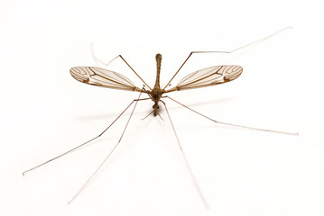 Isolated Mosquito on White
