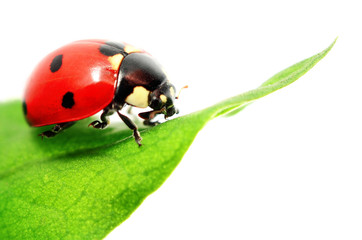 Ladybug on green leaf Isolated On White