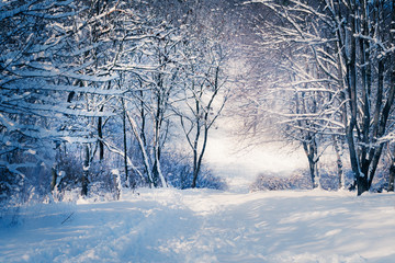 Winter landscape in snow forest. Alley in snowy forest