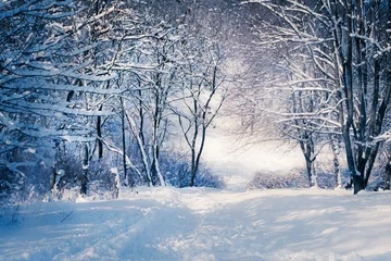Photo sur Plexiglas Hiver Paysage d& 39 hiver dans la forêt de neige. Allée dans la forêt enneigée