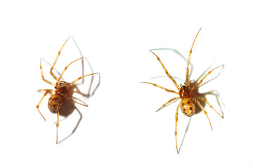 Spider isolated on white background