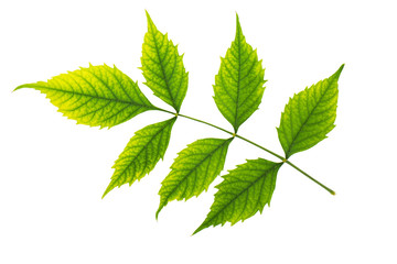 Green fresh leaves texture isolated on white background