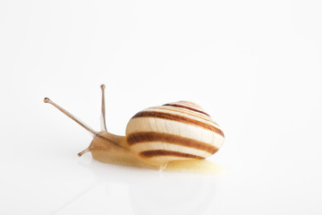 Snail isolated on white