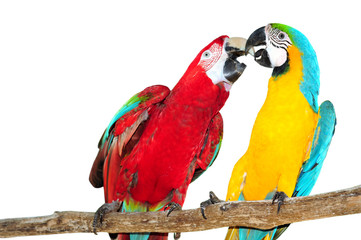 Two big parrots, couple of beautiful macaws Isolated on white